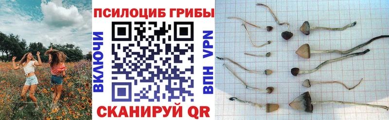 Псилоцибиновые грибы Psilocybe  darknet состав  Вятские Поляны 